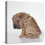 Shar Pei Puppy, Sitting Side View-null-Stretched Canvas