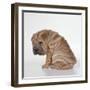 Shar Pei Puppy, Sitting Side View-null-Framed Photographic Print