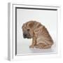 Shar Pei Puppy, Sitting Side View-null-Framed Photographic Print