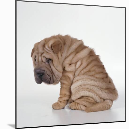 Shar Pei Puppy, Sitting Side View-null-Mounted Photographic Print