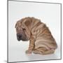 Shar Pei Puppy, Sitting Side View-null-Mounted Photographic Print