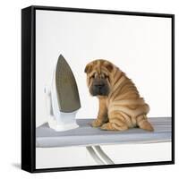 Shar Pei Puppy with Iron on Ironing Board-null-Framed Stretched Canvas