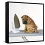 Shar Pei Puppy with Iron on Ironing Board-null-Framed Stretched Canvas