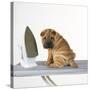 Shar Pei Puppy with Iron on Ironing Board-null-Stretched Canvas