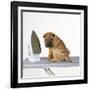 Shar Pei Puppy with Iron on Ironing Board-null-Framed Photographic Print