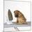 Shar Pei Puppy with Iron on Ironing Board-null-Mounted Photographic Print