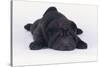 Shar-Pei Puppy-DLILLC-Stretched Canvas