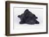 Shar-Pei Puppy-DLILLC-Framed Photographic Print