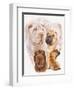 Shar Pei with Ghost-Barbara Keith-Framed Giclee Print