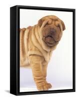 Shar-Pei-DLILLC-Framed Stretched Canvas