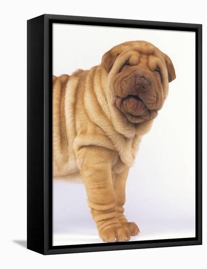 Shar-Pei-DLILLC-Framed Stretched Canvas