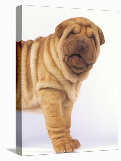 Shar-Pei-DLILLC-Stretched Canvas