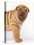 Shar-Pei-DLILLC-Stretched Canvas