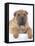 Shar-Pei-DLILLC-Framed Stretched Canvas