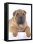 Shar-Pei-DLILLC-Framed Stretched Canvas