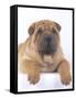 Shar-Pei-DLILLC-Framed Stretched Canvas