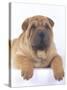 Shar-Pei-DLILLC-Stretched Canvas