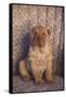 Shar-Pei-DLILLC-Framed Stretched Canvas