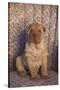 Shar-Pei-DLILLC-Stretched Canvas