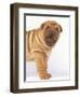 Shar-Pei-DLILLC-Framed Premium Photographic Print