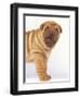 Shar-Pei-DLILLC-Framed Premium Photographic Print