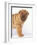 Shar-Pei-DLILLC-Framed Premium Photographic Print