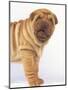 Shar-Pei-DLILLC-Mounted Premium Photographic Print