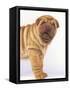 Shar-Pei-DLILLC-Framed Stretched Canvas