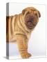 Shar-Pei-DLILLC-Stretched Canvas