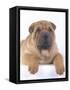 Shar-Pei-DLILLC-Framed Stretched Canvas