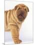 Shar-Pei-DLILLC-Mounted Photographic Print