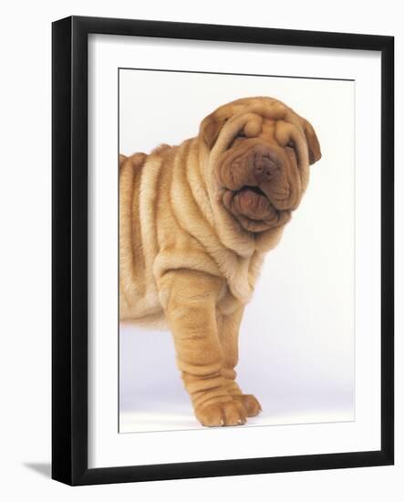 Shar-Pei-DLILLC-Framed Photographic Print