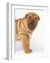 Shar-Pei-DLILLC-Framed Photographic Print