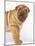 Shar-Pei-DLILLC-Mounted Photographic Print