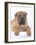 Shar-Pei-DLILLC-Framed Photographic Print