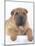 Shar-Pei-DLILLC-Mounted Photographic Print