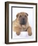 Shar-Pei-DLILLC-Framed Photographic Print