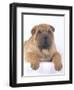 Shar-Pei-DLILLC-Framed Photographic Print