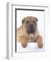 Shar-Pei-DLILLC-Framed Photographic Print