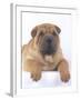 Shar-Pei-DLILLC-Framed Photographic Print