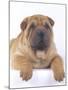 Shar-Pei-DLILLC-Mounted Photographic Print