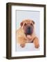 Shar-Pei-DLILLC-Framed Photographic Print