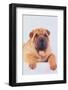 Shar-Pei-DLILLC-Framed Photographic Print