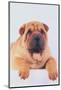 Shar-Pei-DLILLC-Mounted Photographic Print