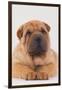 Shar-Pei-DLILLC-Framed Photographic Print