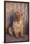 Shar-Pei-DLILLC-Framed Photographic Print