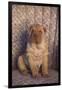 Shar-Pei-DLILLC-Framed Photographic Print