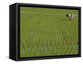 Share-Cropper Tending Rice in Paddyfield, Parganas District, West Bengal State, India, Asia-Duncan Maxwell-Framed Stretched Canvas