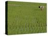 Share-Cropper Tending Rice in Paddyfield, Parganas District, West Bengal State, India, Asia-Duncan Maxwell-Stretched Canvas