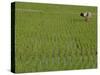 Share-Cropper Tending Rice in Paddyfield, Parganas District, West Bengal State, India, Asia-Duncan Maxwell-Stretched Canvas